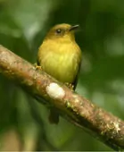 Pseudotriccus pelzelni