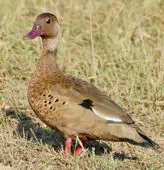 Amazonetta brasiliensis