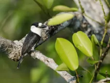 Notharchus ordii