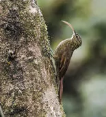 Campylorhamphus pusillus