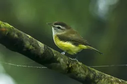 Vireo leucophrys