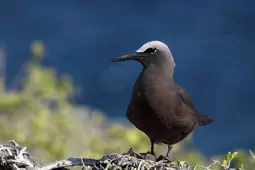 Anous stolidus