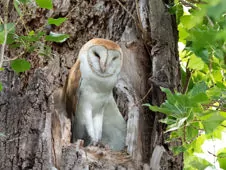 Tyto alba