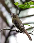 Cnipodectes subbrunneus