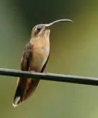 Glaucis aeneus