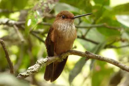 Coeligena coeligena