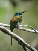 Galbula leucogastra