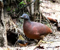 Crypturellus obsoletus