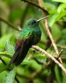 Chalybura urochrysia