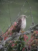 Buteo platypterus