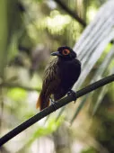 Phlegopsis nigromaculata