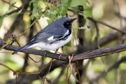 Setophaga caerulescens