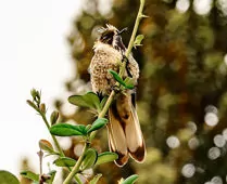 Oxypogon cyanolaemus