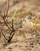 Calidris subruficollis