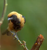 Stilpnia cayana