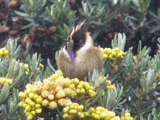 Oxypogon stuebelii