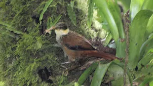 Pseudocolaptes lawrencii