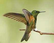 Boissonneaua flavescens