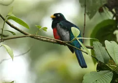 Trogon comptus
