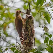 Xiphorhynchus guttatus
