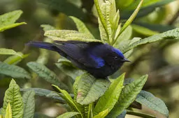 Conirostrum albifrons
