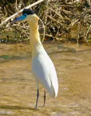 Pilherodius pileatus