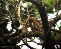 Glaucidium griseiceps