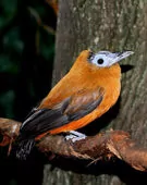 Perissocephalus tricolor