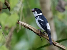 Sporophila murallae