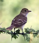 Elaenia martinica