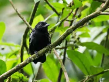Thamnophilus cryptoleucus