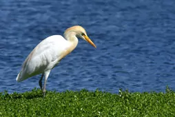 Bubulcus ibis