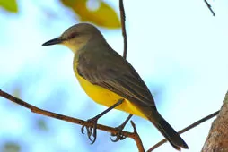 Machetornis rixosa