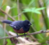 Sporophila angolensis