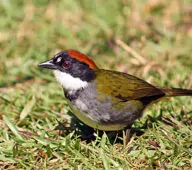 Arremon brunneinucha