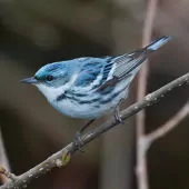 Setophaga cerulea