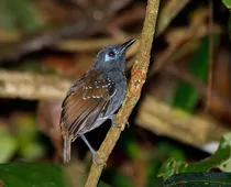 Poliocrania exsul