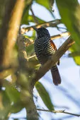 Thamnophilus palliatus