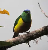 Chlorophonia pyrrhophrys