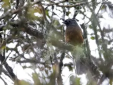 Doliornis remseni