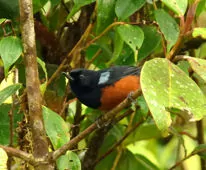 Diglossa gloriosissima