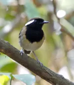 Conopophaga aurita