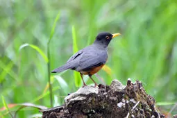 Turdus fulviventris