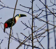 Ramphastos vitellinus