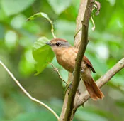 Pachyramphus castaneus