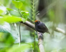 Conopophaga castaneiceps