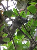 Lipaugus weberi