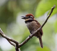 Bucco macrodactylus
