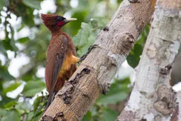 Celeus elegans