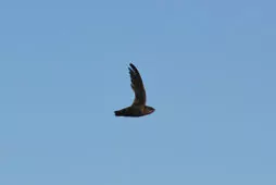 Chaetura pelagica